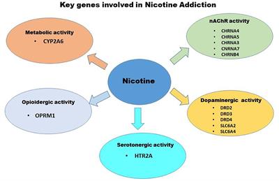 Multifactorial Etiology of Adolescent Nicotine Addiction: A Review of the Neurobiology of Nicotine Addiction and Its Implications for Smoking Cessation Pharmacotherapy